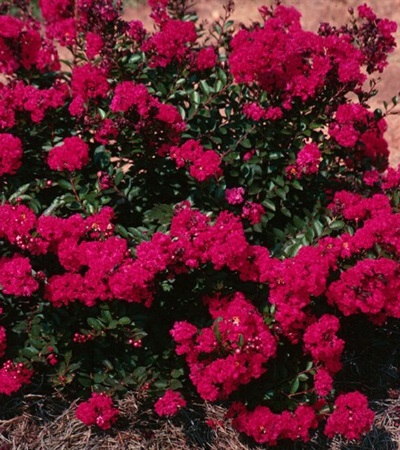 Crape Myrtle Razzle Dazzle® Cherry Dazzle®